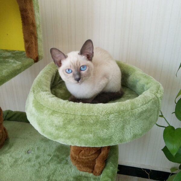 Cat tree Tower Great For Multiple Cats Scratcher Play House Condo Pet House 41" 4