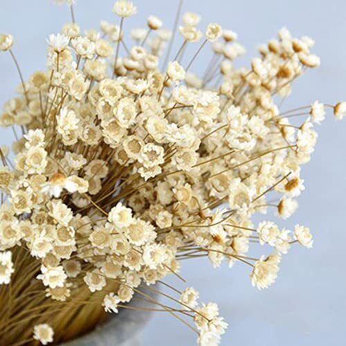 s-l960 (28) 200 Stems Natural Dry Flowers Brazilian Small Star Daisy Decorative Dried