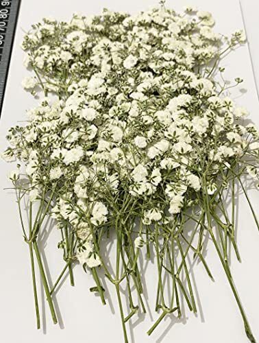 100 pcs White Baby's Breath Real Natural Dried Pressed Flowers for Resin Art