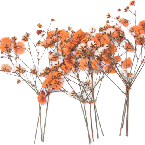 36PCS Orange Dried Pressed Baby'S Breath Flowers, Nature Real Dry Pressing Flora