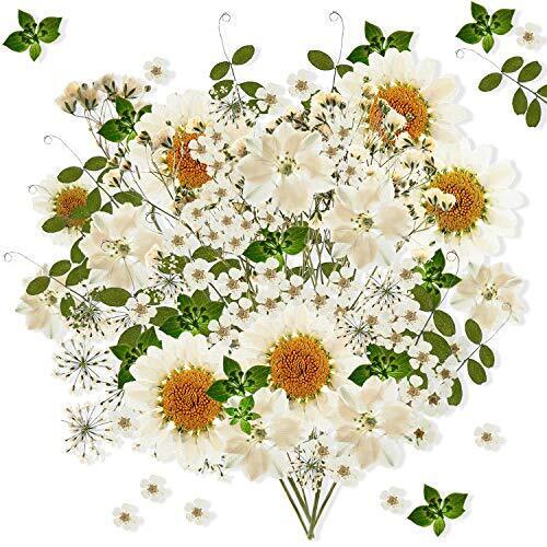 s-l960 (4) 81 Pcs White Dried Flowers Dried Pressed Flowers Leaves Natural Pressed Flowers