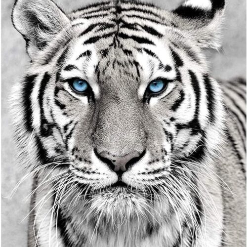 s-l1600 - 2024-01-10T095408.941 Tiger Diamond Painting Kits for Adults Kids,5D Diamond Painting Tiger