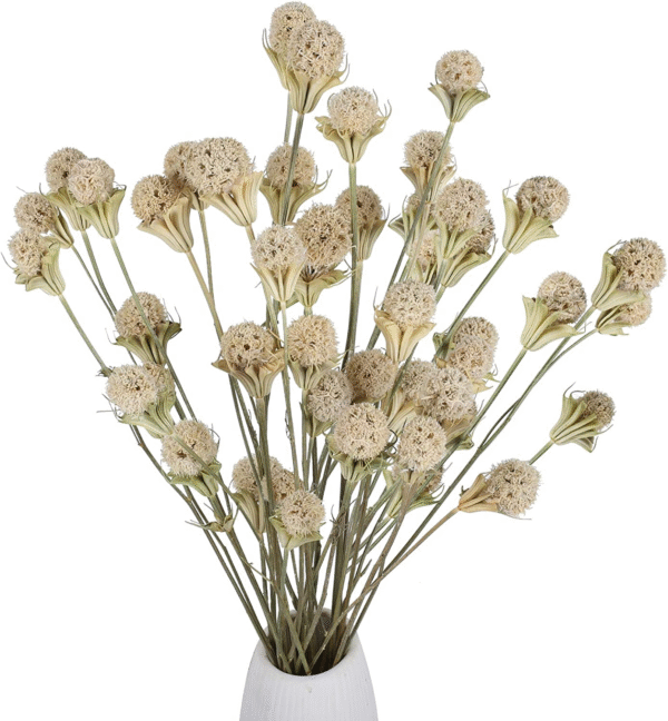 40 Balls Natural Dried Flowers Bouquet Craspedia Billy Button Flowers Stems Chri 1