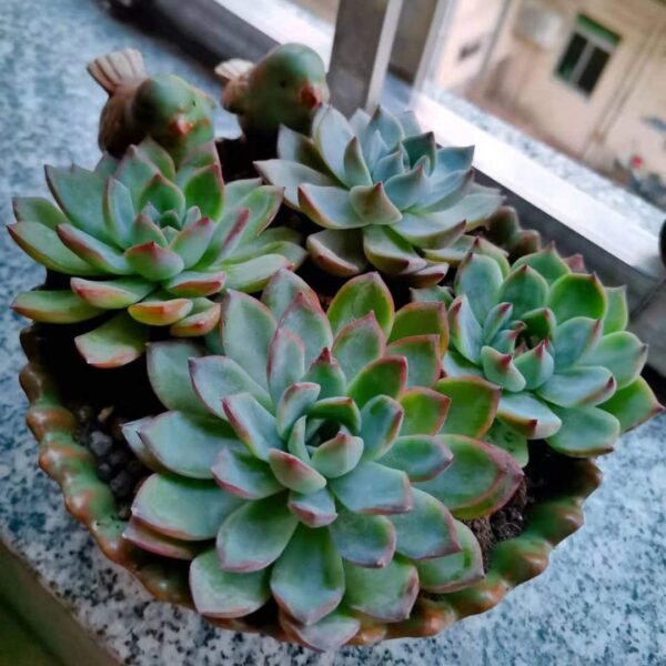 NWFashion Special Design Fun Garden 6-Inch Flower Planter Succulent Pot - Indoor/Outdoor Planter (Bird Design) 2