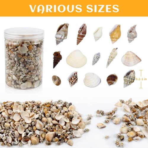 2 Mini Sea Shells Mixed Ocean Beach Seashells Various Sizes Natural Seashells Starfish for Fish Tank