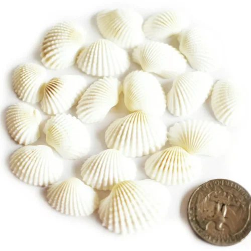 2 200 Mini White Ark Shells Seashells (1/2"-3/4") Beach Wedding Crafts