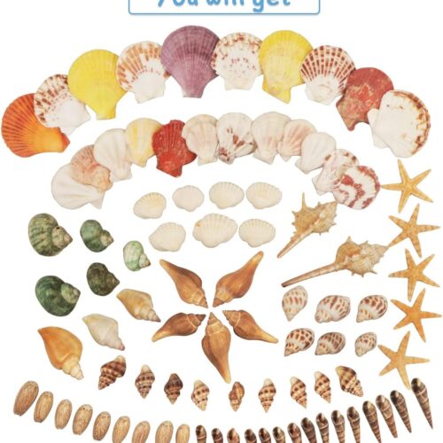 Shells 100 PCS Mixed Ocean Beach Colorful Seashells with Starfish Perfect for Home Decoration