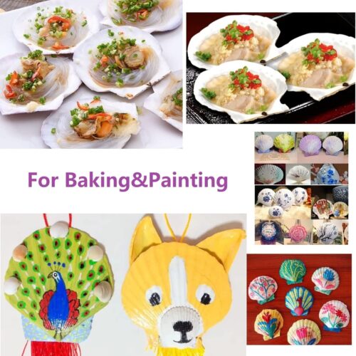 10PCS Sea Shells White Scallop Shells for Crafts Baking Cooking Serving Food,