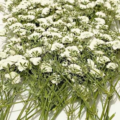 1 White Baby's Breath Real Natural Dried Pressed Flowers