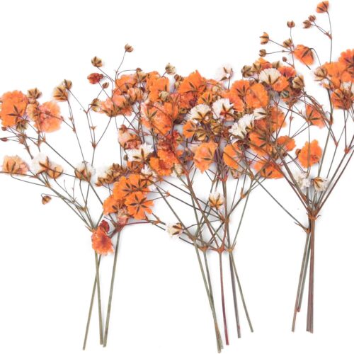 1 Sensational Orange Best Dried Pressed Baby's Breath Flowers