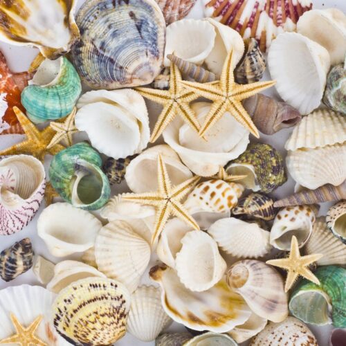 Sea Shells Mixed Beach Seashells Starfish
