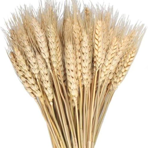Natural Wheat Bouquet Bunch Dried Flowers