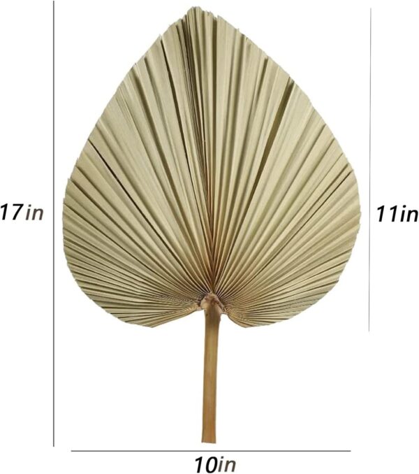 Good Quality Dried Palm Leaves, Dried Pampas Grass Decor 4