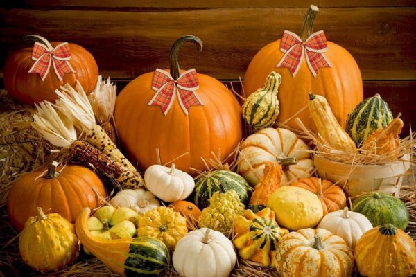 Thanksgiving Wired Edge Ribbon Orange Buffalo Craft 3