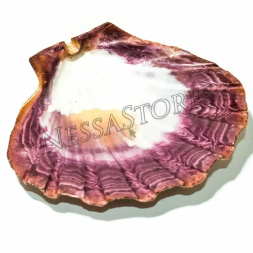 1 Natural Lion Paw Scallop Nautical Dish Beach