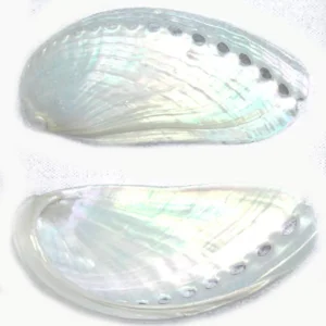 6 Large Pearl Abalone Shells 3"+ Mules Ear Abalone