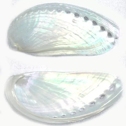 1 6 Large Pearl Abalone Shells 3"+ Mules Ear Abalone