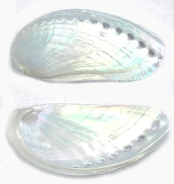 6 Large Pearl Abalone Shells 3"+ Mules Ear Abalone 1
