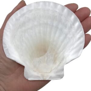 6 Inches Natural Lion Paw Scallop Seashell