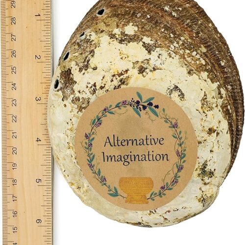 3 Inches Shining Abalone Shells 6 pcs