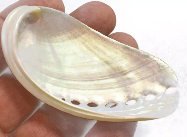 6 Large Pearl Abalone Shells 3"+ Mules Ear Abalone 2