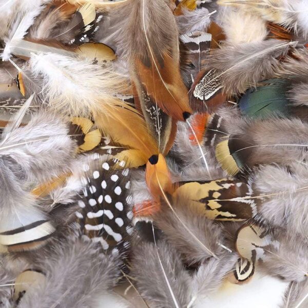 360pcs 12 Styled Natural Feathers Assorted Mixed Feathers 2