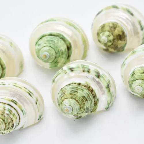 s-l1600 Set of 6 Banded Green Turbo Shells