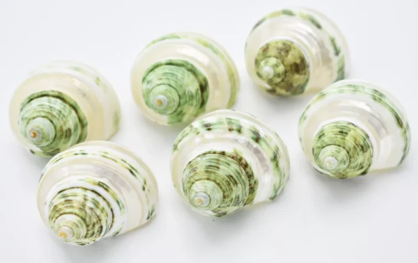 Set of 6 Banded Green Turbo Shells 1