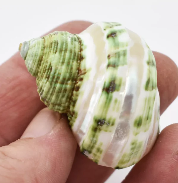 Set of 6 Banded Green Turbo Shells 3