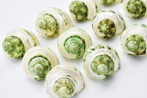 Set of 6 Banded Green Turbo Shells 4