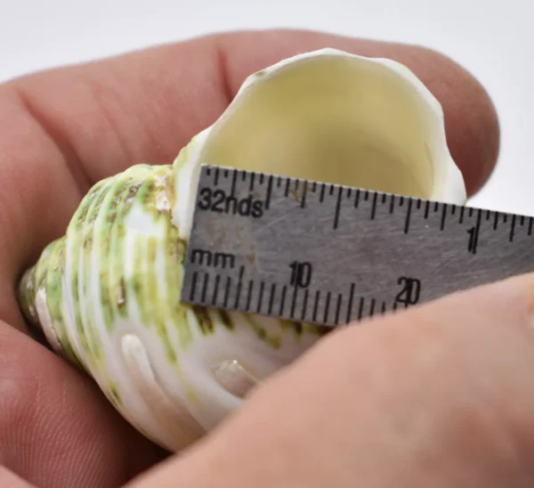 Set of 6 Banded Green Turbo Shells 5