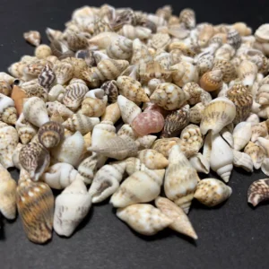 Beautiful Tiny Shell Mix Mini Seashells Crafts Shells Beach Decor ver. 2