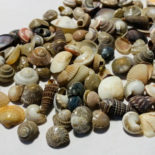 s-l1600 (20) 500+ Tiny Mixed Seashells, Assorted Craft Shells Mix