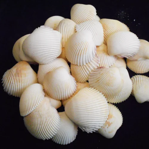 24 Beautiful Rose Cockle Shells 1-2" Beach Wedding Crafts Nautical Decor Coastal