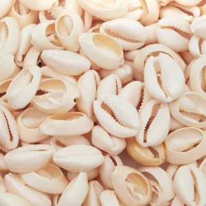 Cowrie Sea Shells for Jewelry Making, DIY Crafts (150 Count)