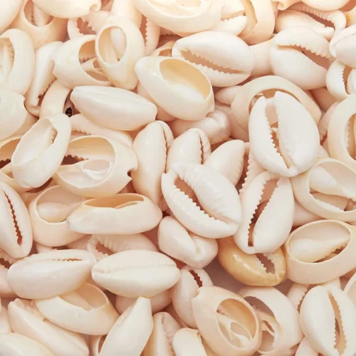 1 Cowrie Sea Shells for Jewelry Making, DIY Crafts (150 Count)