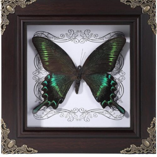 81i2xT2CzNL._AC_SL1500_ Real Butterfly Framed Home Decor,Taxidermy Shadow Box for Goth Dark Academia Wall Art Decor,Gothic Furniture Gifts for Victorian Whimsigoth Fantasy Moody Witchy Room Bedroom Decor