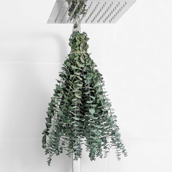 10 Pcs Dried Eucalyptus Stems 17" Real Eucalyptus for Shower Hanging 100% Made from Fresh Leaves, Wedding, Home, Farmhouse, DIY Spring Decor Bathroom Decor Home Decor 1