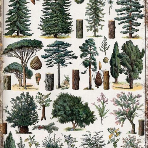 Forest Metal Tin Sign Forest Wall Art Pine Tree Nature Forest Decor Outdoor Indoor Wall Panel Retro Vintage Home Decoration 8x12 Inch