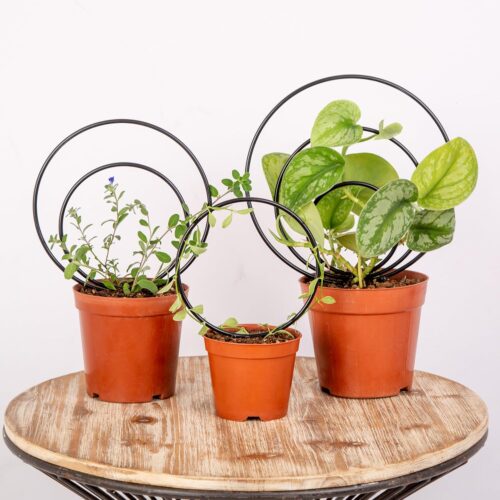 Premium Hoya Trellis - Unique Metal Plant Support for Climbing Plants - Set of 3 Different Sizes - Ideal for Indoor and Potted Plants