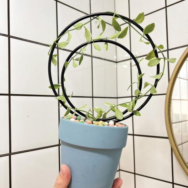 Premium Hoya Trellis - Unique Metal Plant Support for Climbing Plants - Set of 3 Different Sizes - Ideal for Indoor and Potted Plants 4